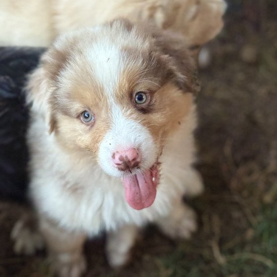 chiot Berger australien Rouge merle Arrow Elevage des Bisous Fous  