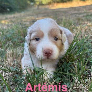 Artemis Des Bisous Fous Femelle Berger australien
