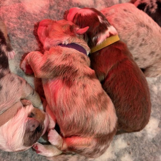 chiot Berger australien Rouge tricolore Brioche Elevage des Bisous Fous  