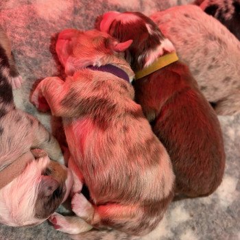 Brioche Des Bisous Fous Femelle Berger australien