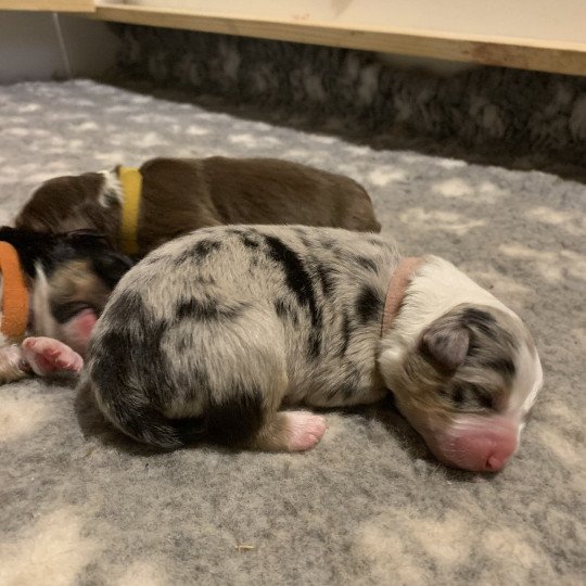 Biscotte Des Bisous Fous Femelle Berger australien