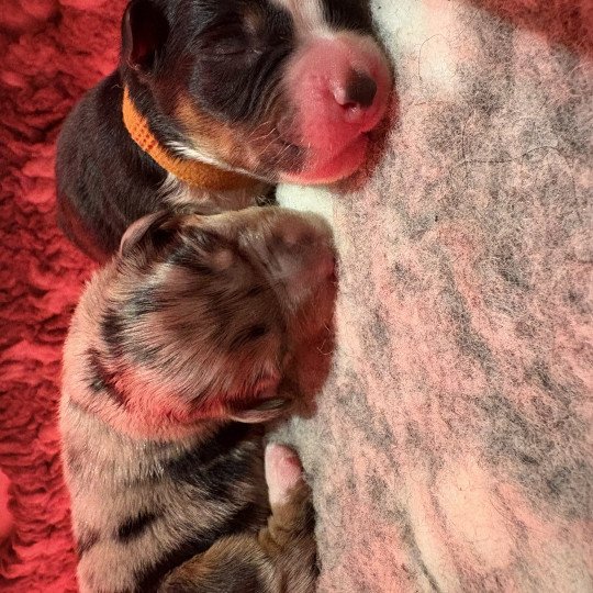 chiot Berger australien Noir tricolore Biscuit Elevage des Bisous Fous  