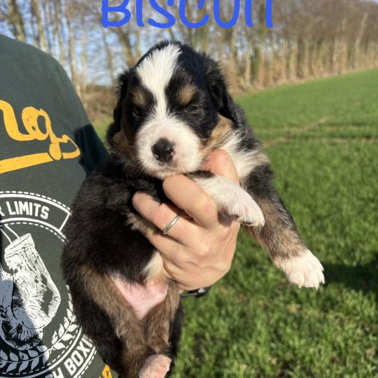 chiot Berger australien Noir tricolore Biscuit Elevage des Bisous Fous  