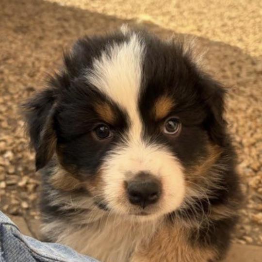 chiot Berger australien Noir tricolore Biscuit Elevage des Bisous Fous  