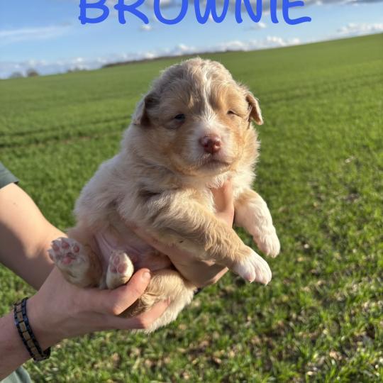 chiot Berger australien Rouge merle Brownie Elevage des Bisous Fous  