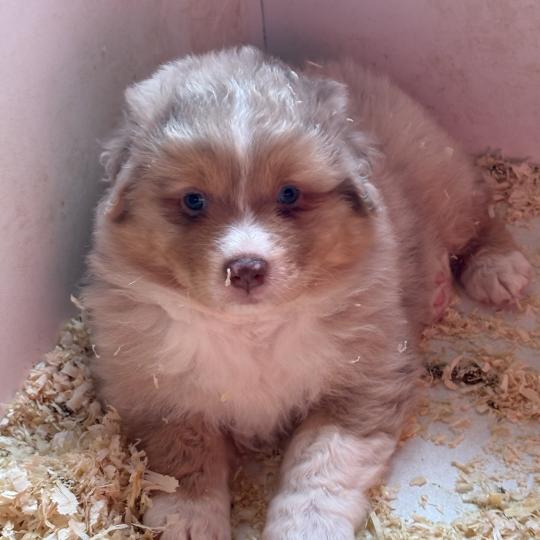 chiot Berger australien Rouge merle Brownie Elevage des Bisous Fous  