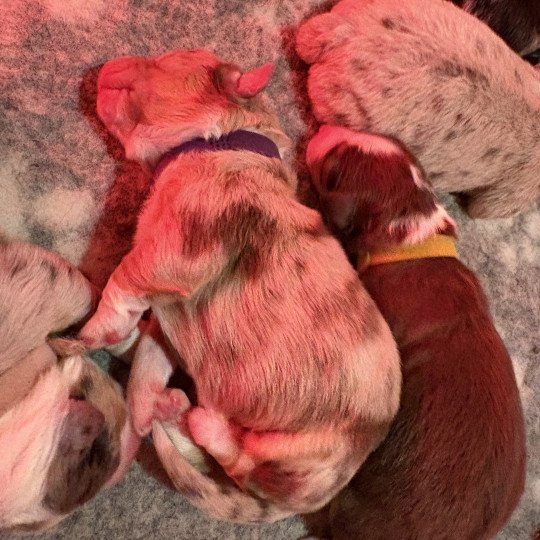 chiot Berger australien Rouge merle Bubble Elevage des Bisous Fous  