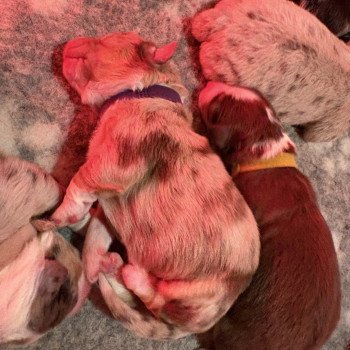 Bubble Des Bisous Fous Femelle Berger australien