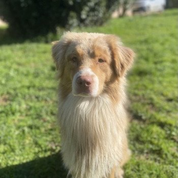 Shadow des Wani Yanpi Mâle Berger australien