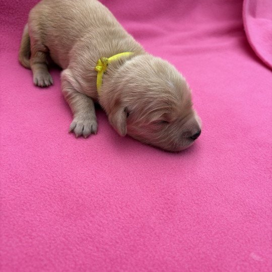 Alaska Des Bisous Fous Femelle Golden retriever