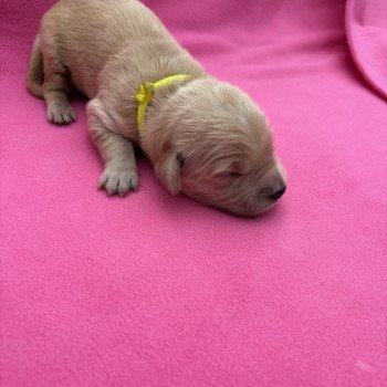 Alaska Des Bisous Fous Femelle Golden retriever