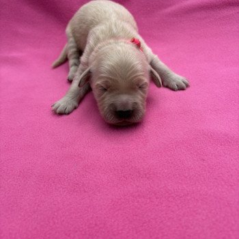 Aloha Des Bisous Fous Femelle Golden retriever