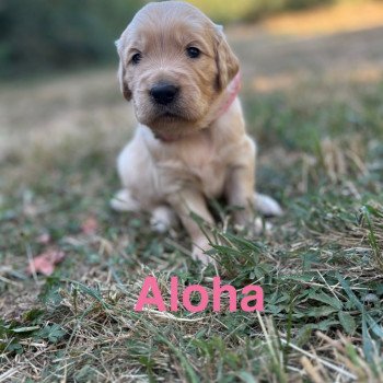 Aloha Des Bisous Fous Femelle Golden retriever
