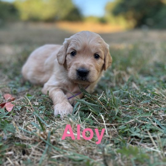 chiot Golden retriever Fauve orangée Aloy Elevage des Bisous Fous  