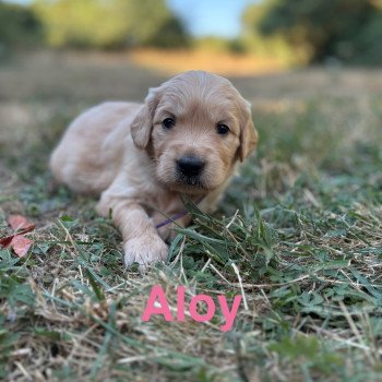 Aloy Des Bisous Fous Femelle Golden retriever