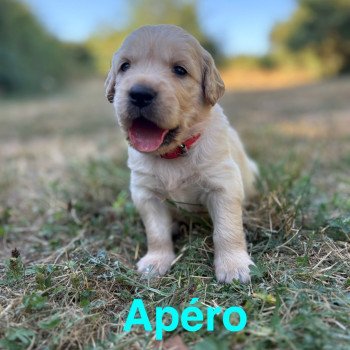 Apéro Des Bisous Fous Mâle Golden retriever