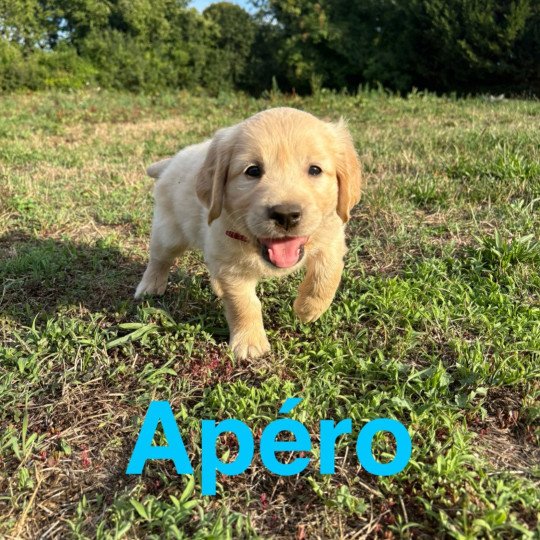 chiot Golden retriever Sable Apéro Elevage des Bisous Fous  