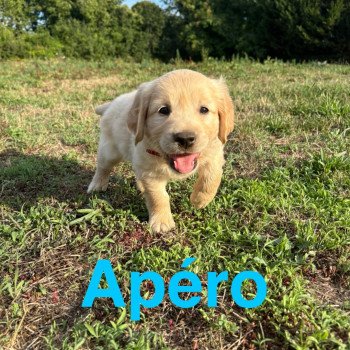 Apéro Des Bisous Fous Mâle Golden retriever