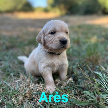 Arès Des Bisous Fous Mâle Golden retriever