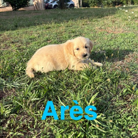 chiot Golden retriever Sable Arès Elevage des Bisous Fous  