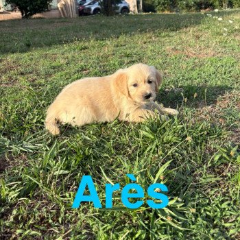 Arès Des Bisous Fous Mâle Golden retriever