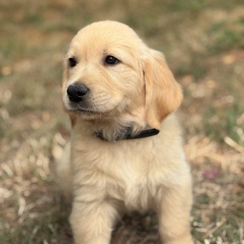 Arès Des Bisous Fous Mâle Golden retriever
