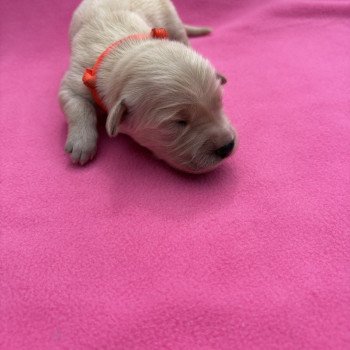 Arizona Des Bisous Fous Femelle Golden retriever