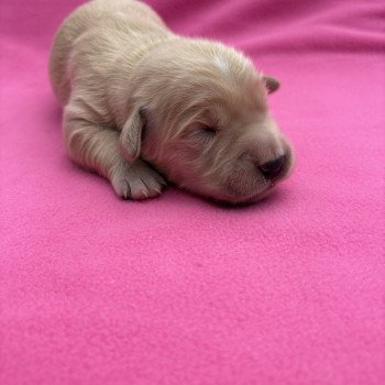 Arya Des Bisous Fous Femelle Golden retriever