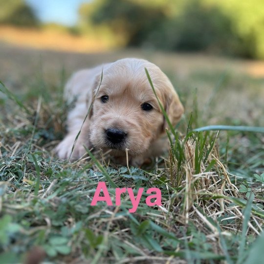 chiot Golden retriever Fauve claire Arya Elevage des Bisous Fous  