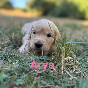 Arya Des Bisous Fous Femelle Golden retriever