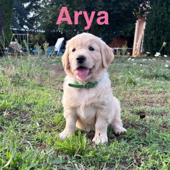 Arya Des Bisous Fous Femelle Golden retriever