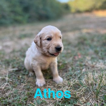 Athos Des Bisous Fous Mâle Golden retriever