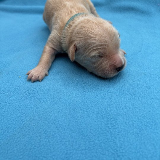 Atlas Des Bisous Fous Mâle Golden retriever