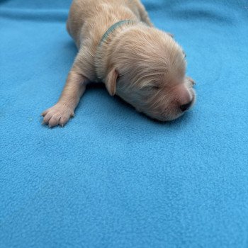 Atlas Des Bisous Fous Mâle Golden retriever