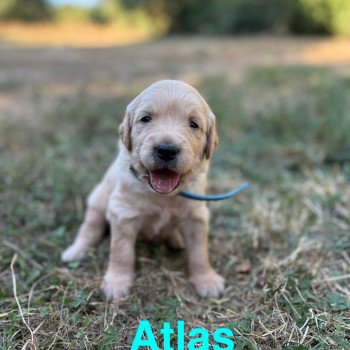 Atlas Des Bisous Fous Mâle Golden retriever