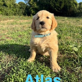 Atlas Des Bisous Fous Mâle Golden retriever