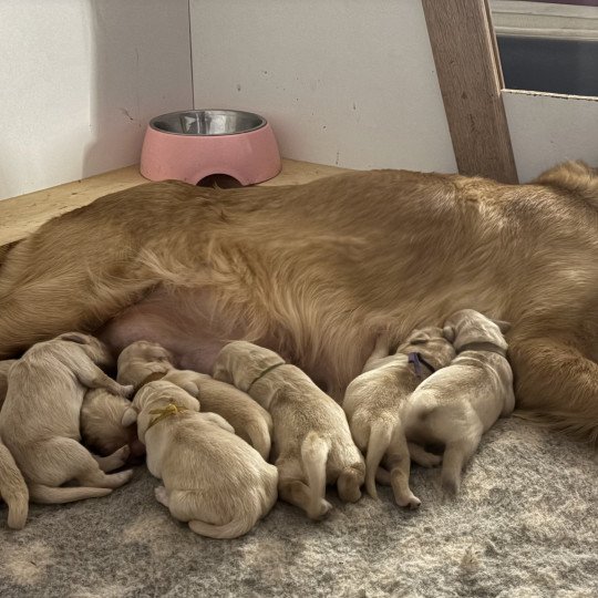 Belle Des Bisous Fous Femelle Golden retriever