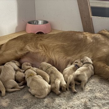 Blanche neige Des Bisous Fous Femelle Golden retriever