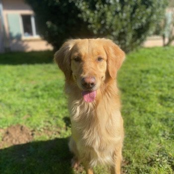 Sunshine Femelle Golden retriever