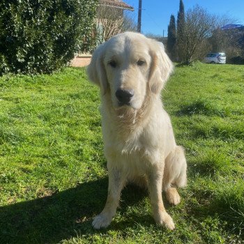 Tacos des poils et caresses Mâle Golden retriever
