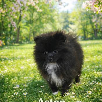 Aston Mâle Spitz allemand