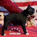 UPSILON VOM NORDEN HAUS Mâle Terrier de boston