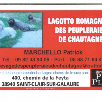 patrick marchello- chien truffier-lagotto romagnolo