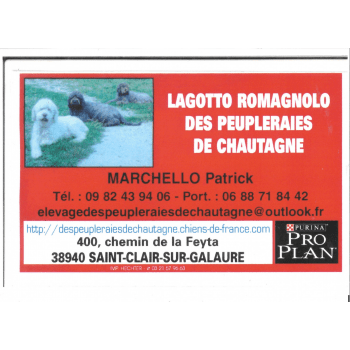 patrick marchello- chien truffier-lagotto romagnolo