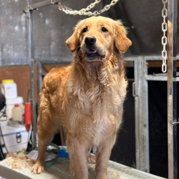 Tahiti du Fond de la Noye Femelle Golden retriever
