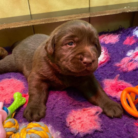 chiot (Portée Rutabaga ❤ Winston 2023) - Mâle chocolat du Fond de la Noye Mâle Retriever du Labrador