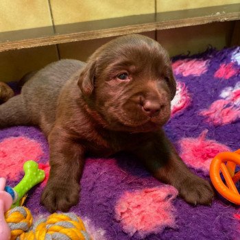 chiot (Portée Rutabaga ❤ Winston 2023) - Mâle chocolat du Fond de la Noye Mâle Retriever du Labrador