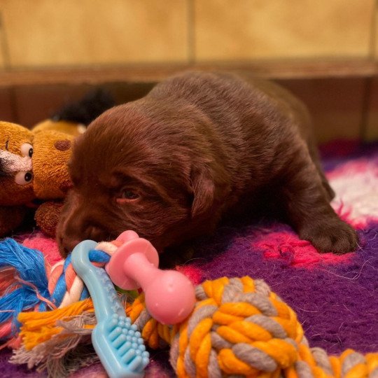 chiot (Portée Rutabaga ❤ Winston 2023) - Mâle chocolat du Fond de la Noye Mâle Retriever du Labrador