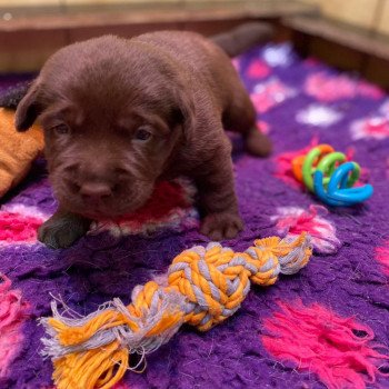 chiot (Portée Rutabaga ❤ Winston 2023) - Femelle chocolat du Fond de la Noye Femelle Retriever du Labrador