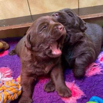 chiot (Portée Rutabaga ❤ Winston 2023) - Femelle chocolat du Fond de la Noye Femelle Retriever du Labrador